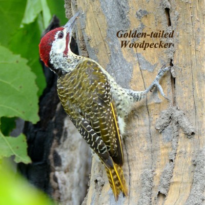 Golden-tailed Woodpecker